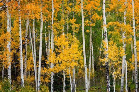 Picture of aspen trees